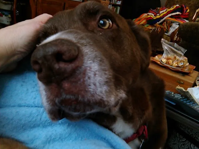 McLoud Animal Hospital Picture 3