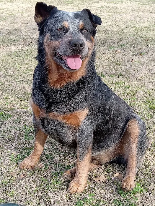 McLoud Animal Hospital Picture 6