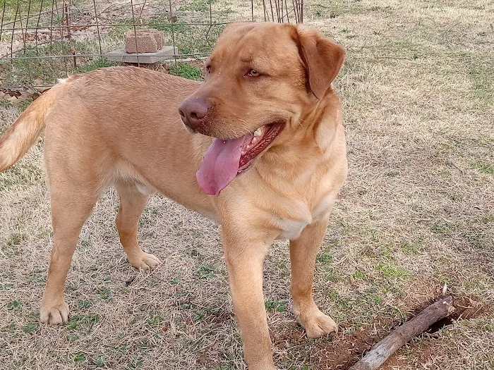 McLoud Animal Hospital Picture 4