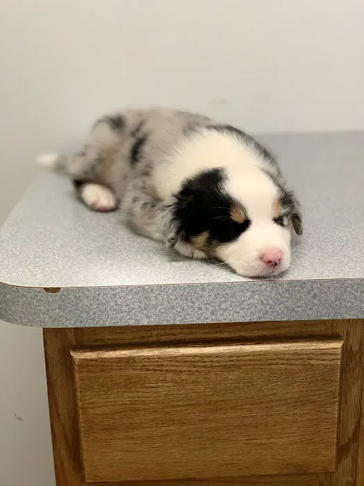 McLoud Animal Hospital Picture 9