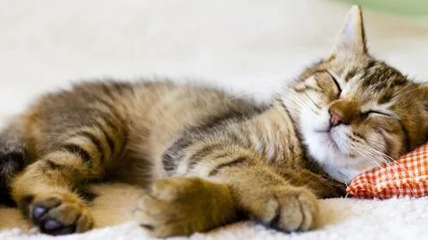 McLoud Animal Hospital Picture 10