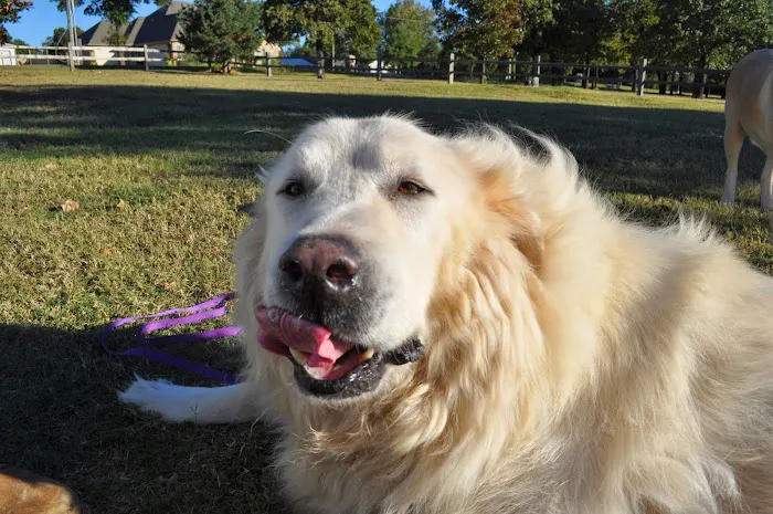 Ellis and Bellinger Veterinary Clinic Picture 1