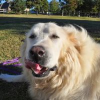 Ellis and Bellinger Veterinary Clinic ico