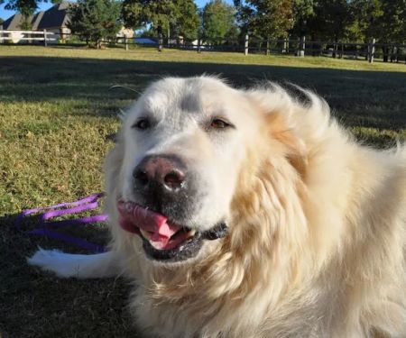 Ellis and Bellinger Veterinary Clinic