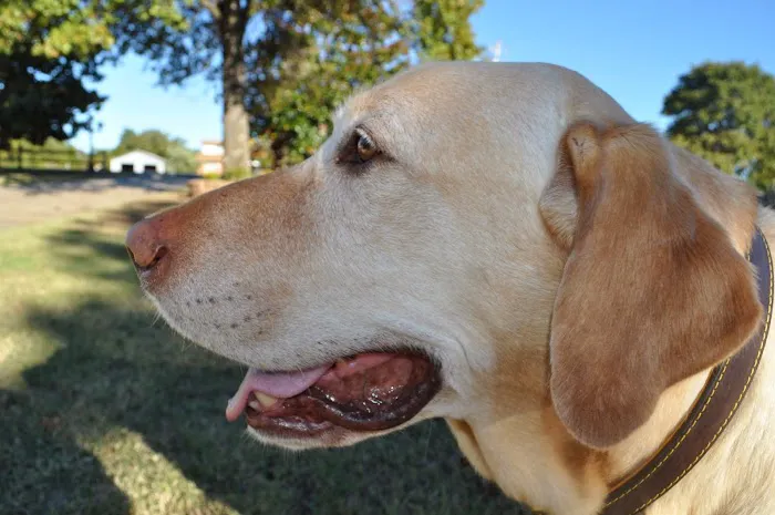 Ellis and Bellinger Veterinary Clinic Picture 5