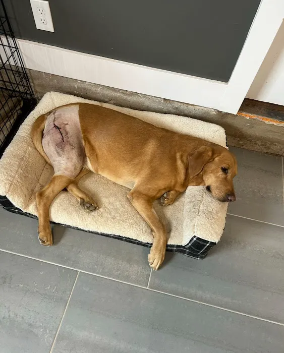 Ellis and Bellinger Veterinary Clinic Picture 3