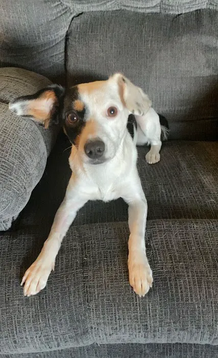 Ellis and Bellinger Veterinary Clinic Picture 2