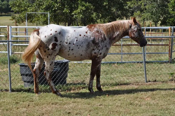 Ellis and Bellinger Veterinary Clinic Picture 7