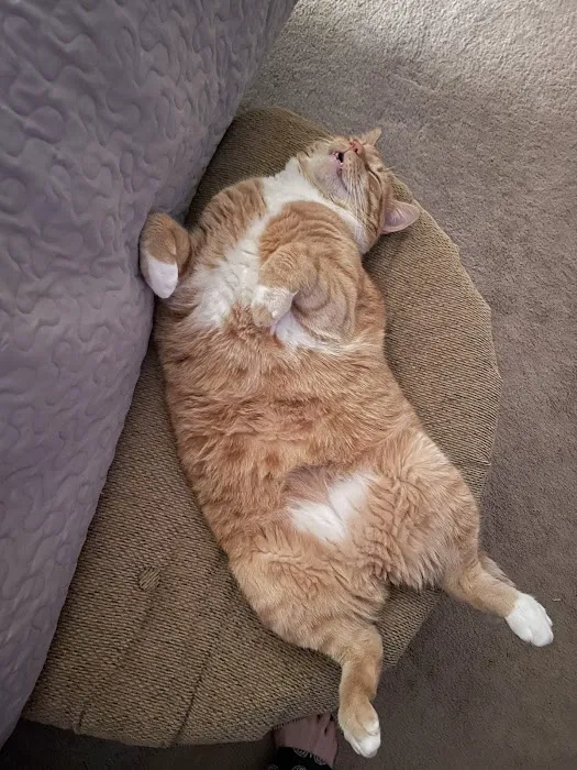 Harrah Veterinary Associates Picture 1