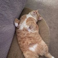 Harrah Veterinary Associates ico