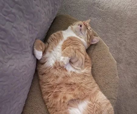 Harrah Veterinary Associates