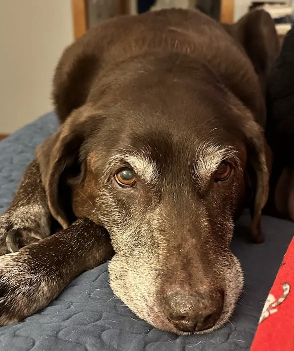 Harrah Veterinary Associates Picture 2