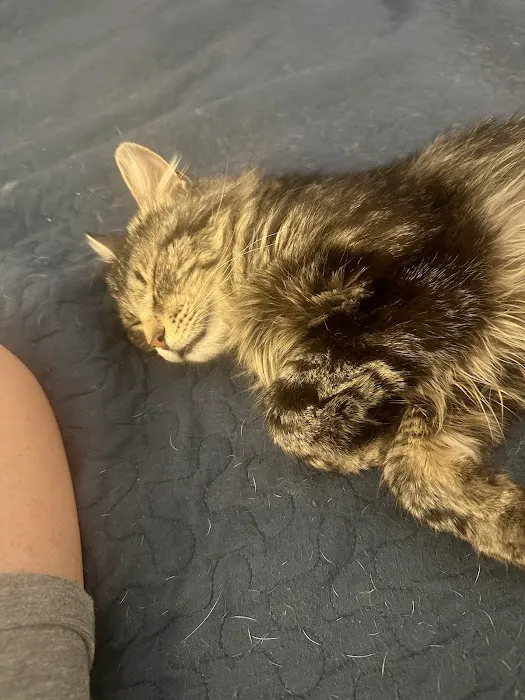 Harrah Veterinary Associates Picture 4