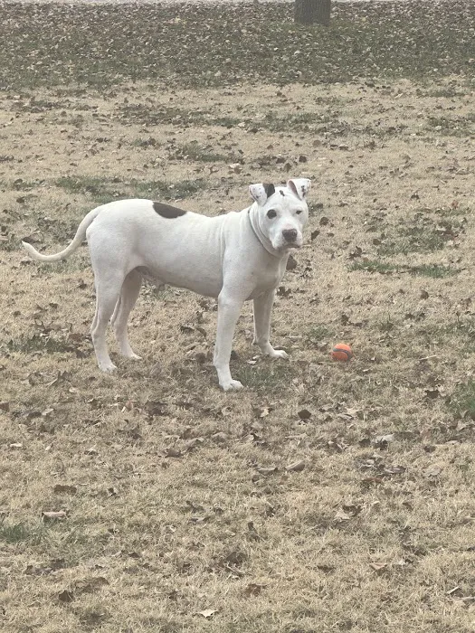 Harrah Veterinary Associates Picture 5