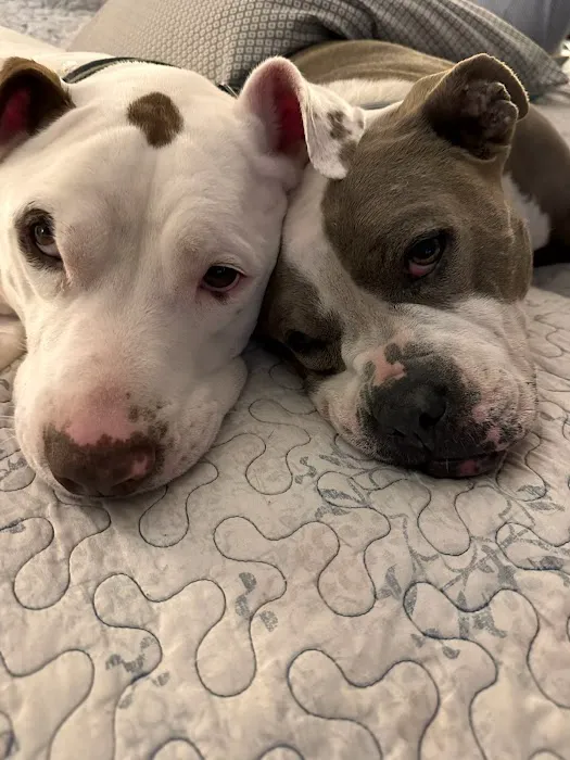 Harrah Veterinary Associates Picture 3