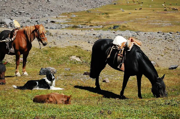 Harrah Veterinary Associates Picture 9