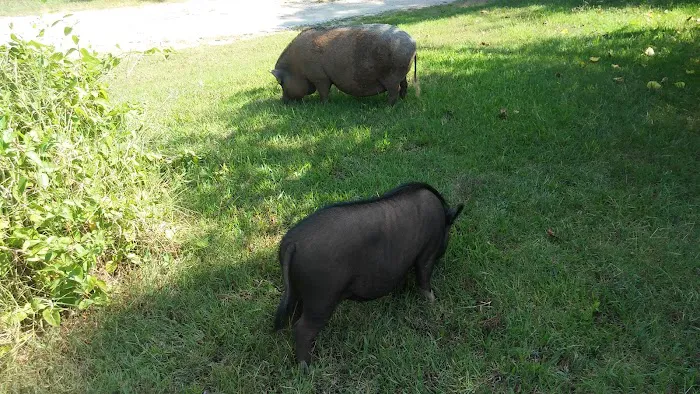 Harrah Veterinary Associates Picture 7