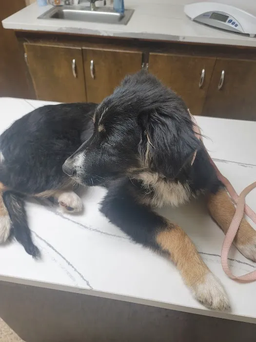 Harrah Veterinary Associates Picture 8