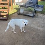 Deercreek Animal Hospital