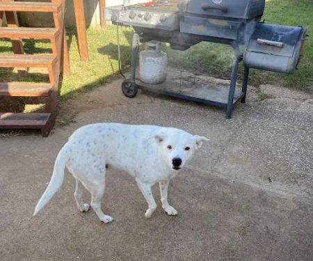 Deercreek Animal Hospital