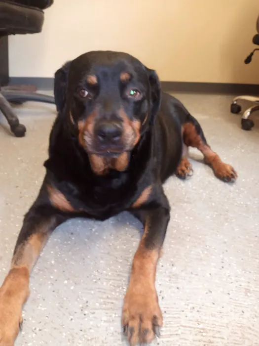 Deercreek Animal Hospital Picture 5