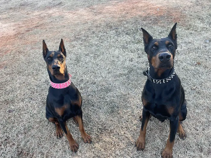 Deercreek Animal Hospital Picture 9