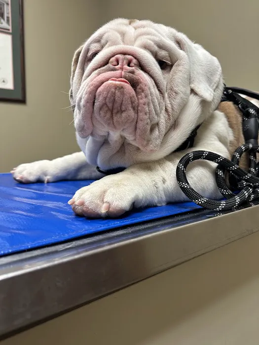 Deercreek Animal Hospital Picture 10