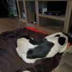 Tecumseh Veterinary Clinic