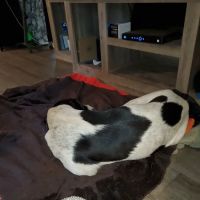 Tecumseh Veterinary Clinic ico