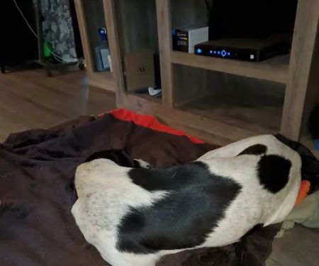 Tecumseh Veterinary Clinic