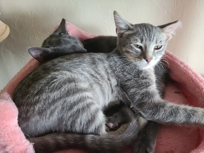 Tecumseh Veterinary Clinic Picture 6