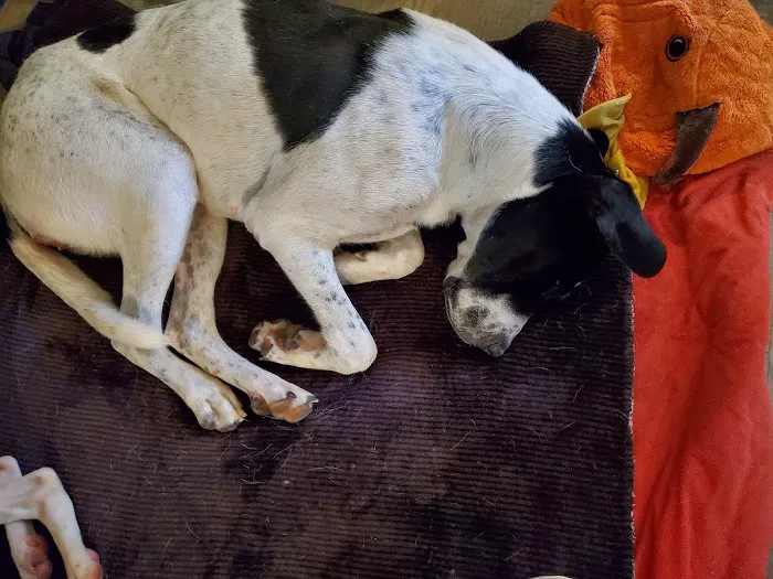 Tecumseh Veterinary Clinic Picture 4