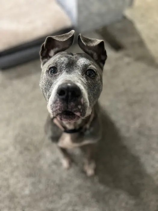 Veterinary Specialty Center of Stillwater Picture 2