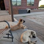 Veterinary Specialty Center of Stillwater