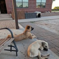 Veterinary Specialty Center of Stillwater ico