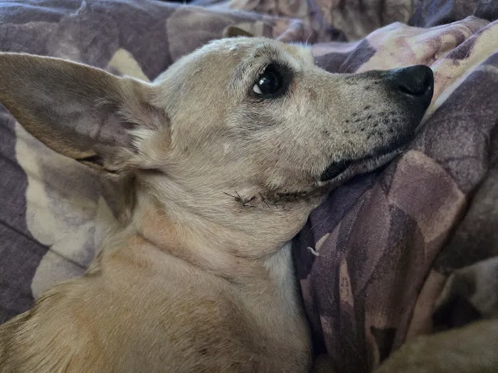 Veterinary Specialty Center of Stillwater Picture 4