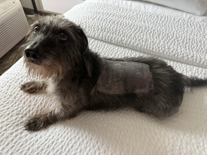 Veterinary Specialty Center of Stillwater Picture 5