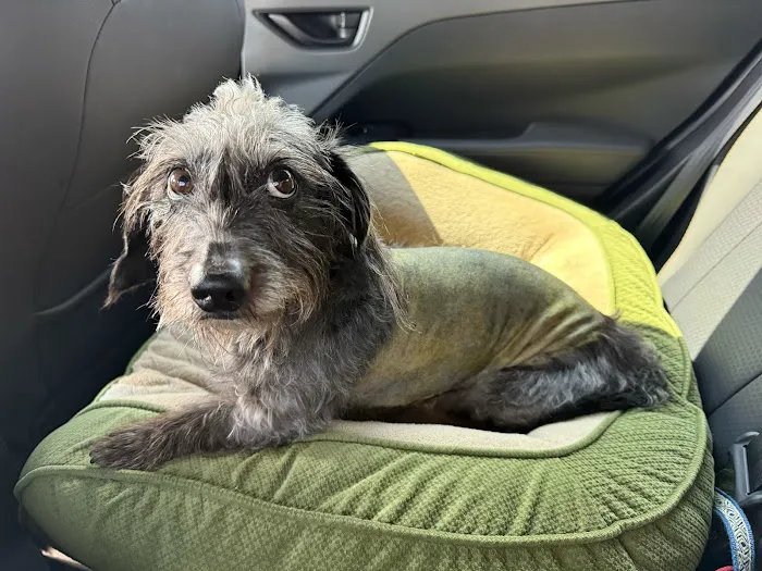 Veterinary Specialty Center of Stillwater Picture 10