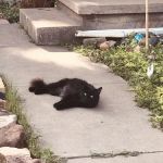 Veterinary House Call Services: Amy Carter Storm DVM