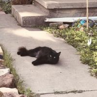 Veterinary House Call Services: Amy Carter Storm DVM ico