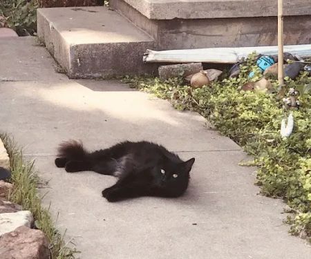 Veterinary House Call Services: Amy Carter Storm DVM