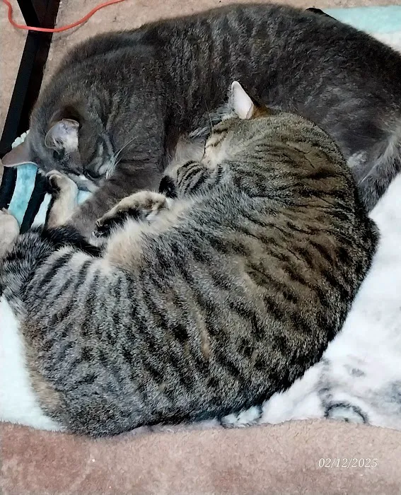 Veterinary House Call Services: Amy Carter Storm DVM Picture 3