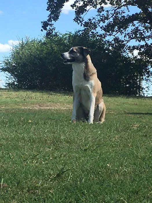 Morphis Veterinary Services Inc. Picture 2