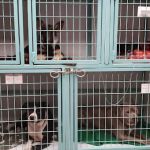 Morphis Veterinary Services Inc.