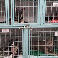 Morphis Veterinary Services Inc. ico