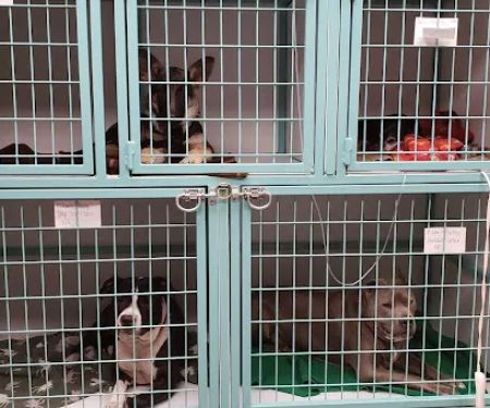 Morphis Veterinary Services Inc.