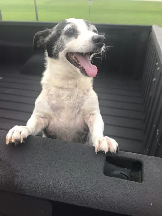 Morphis Veterinary Services Inc. Picture 4