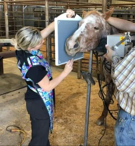 Morphis Veterinary Services Inc. Picture 3