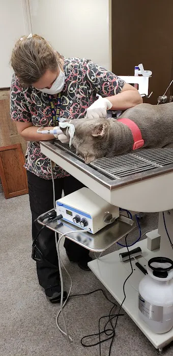 Morphis Veterinary Services Inc. Picture 9