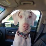 Wewoka Animal Hospital